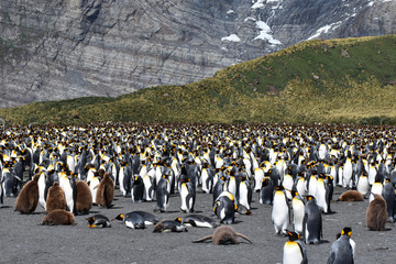 King penguins at Gold Harbour, South Georgia Island