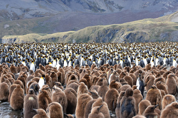 King penguins at Gold Harbour, South Georgia Island