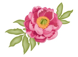 Pink peony with green leaves isolated on white background, with 3D effect, stock vector illustration.