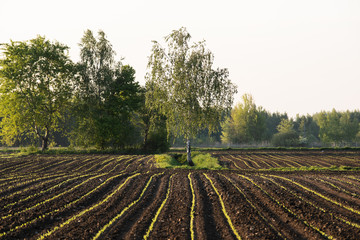 Fototapeta Brzoza na polu kukurydzy  obraz