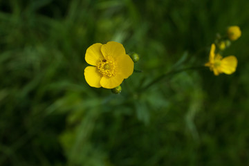 Obraz premium A yellow flower green blurred background