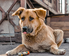 big red chain dog lies and shows tongue next to a wooden booth