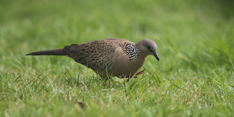 The Spotted Dove