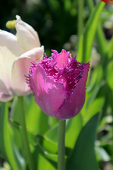 Lilac fringed tulip flower in the garden