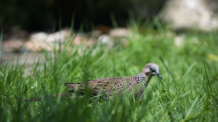 The Spotted Dove