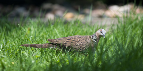 The Spotted Dove