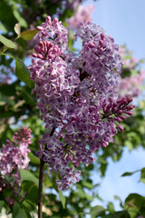 Obraz premium Lilac flowers in the garden