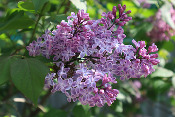 Lilac flowers in the garden