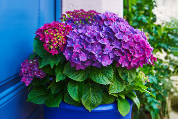 cozy porch with hydrangea pot on quiet street. old blue wooden door with flowers. Close-Up View of a Front Door of Town House