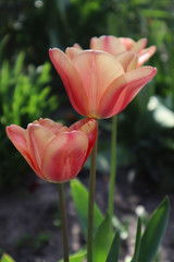 Flower of an orange tulip in the garden.
