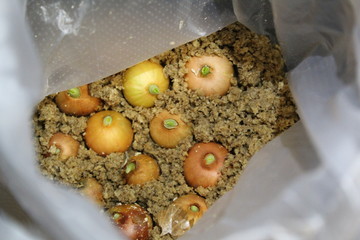 growing onions in plastic bags at home