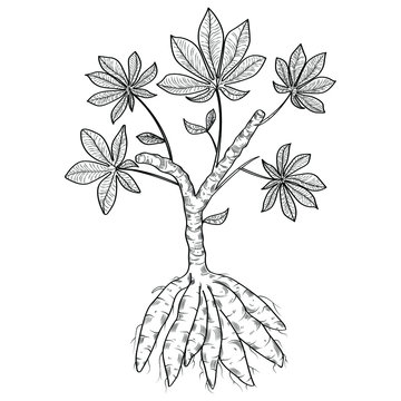 Biological drawing engraving. Cassava isolated on a white background. Plant with roots and leaf. Manioc, yuca, macaxeira, mandioca, kappa kizhangu, aipim. Vegetable. Ingredient for bubble tea.