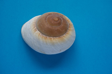 Seashell isolated on blue pastel background, flat lay, souvenir, top view