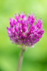 alliums in the garden with a green background 