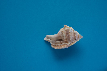 Obraz na płótnie Canvas Seashell lying on blue background, travel souvenir, copy space