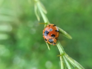 ladybug on a leaf