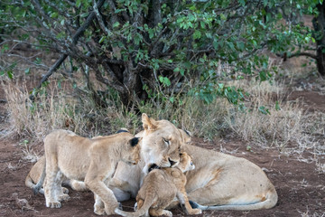 Lioness (Panthera leo) caring for her young cubs in the Timbavati Reserve, South Africa