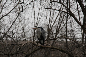 great blue heron
