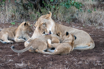 Lioness (Panthera leo) caring for her young cubs in the Timbavati Reserve, South Africa