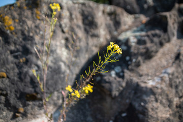 Yellow Flowers, Rocks in Backround