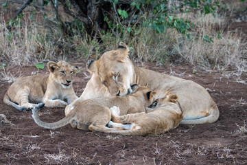 Lioness (Panthera leo) caring for her young cubs in the Timbavati Reserve, South Africa