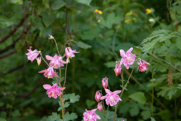 pink flowers