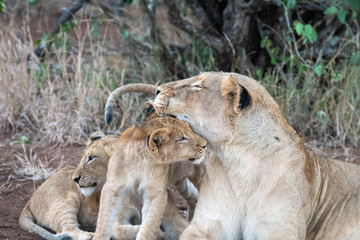 Naklejka na ściany i meble Lioness (Panthera leo) caring for her young cubs in the Timbavati Reserve, South Africa