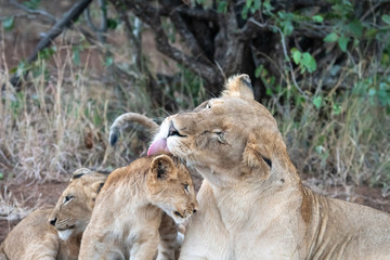 Lioness (Panthera leo) caring for her young cubs in the Timbavati Reserve, South Africa
