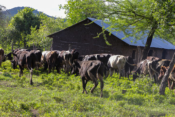 local breed livestock of sheep, cattle and goats grazing in a farm in Africa regions.