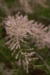 Plant with big Bokeh