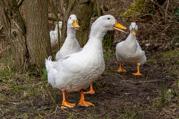 Heavy white pekin ducks running towards the camera