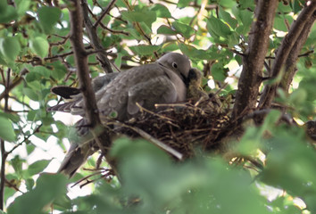 A wild pigeon is sitting in a nest. The bird is sitting on the eggs.
