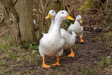 Heavy white pekin ducks running towards the camera