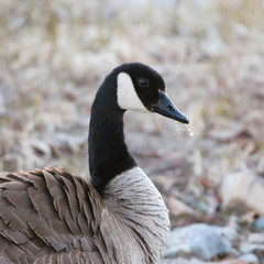Bathing Goose