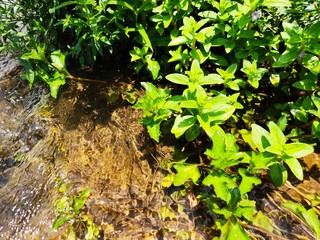 green leaves on the wall