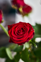 Detailed rose shot, beatiful flower for romantism...