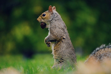 Nice squirrel in Hyde Park