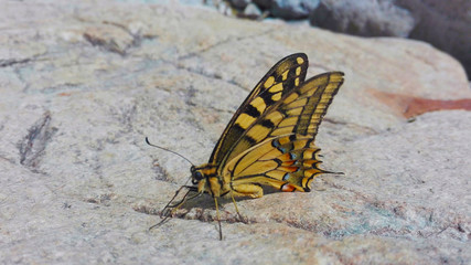 Fototapeta na wymiar a common yellow butterfly on a white marble rock