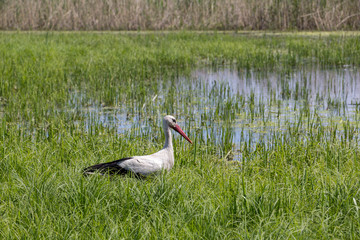 A white stork walks on a wet meadow in fresh green grass.