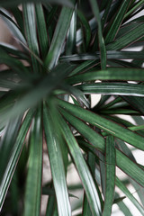 Obraz na płótnie Canvas Close up greeny plant shot with blurry background... Natural plant leaf...
