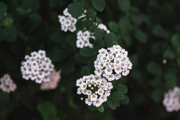 A Bush with small white flowers.