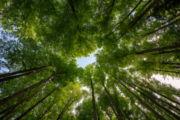 Low angle view of trees in the forest