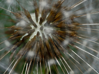 Dandelion seed head close up with blur