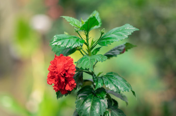 Single Red Shoe flower, Hibiscus or Chinese rose (Hibiscus Rosa Sinensis) is blooming with evergreen leaves on tree in the tropical flowers garden