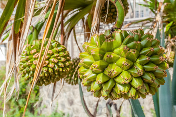 Pinpin, fruit comestible du vacoa pandanus 