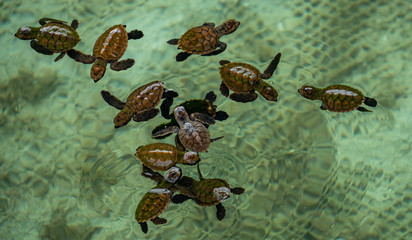 group of baby sea turtle swimming in the ocean on Karimunjawa in Indonesia