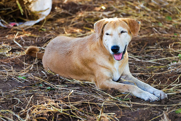 Africa domestic and security dog rests in shade.