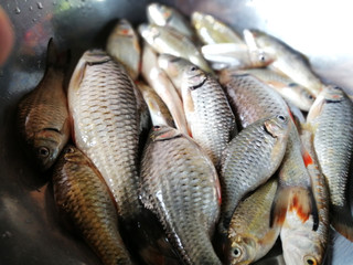 Freshwater fish in Thailand