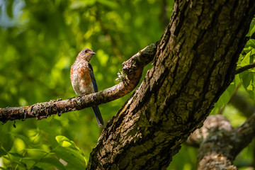 Juvenile Eastern Bluebird