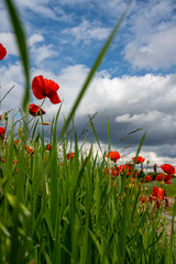 Obraz premium scena wiejska